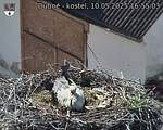 Capi_Dubne_20250510_165503.jpg
