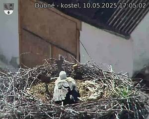 Capi_Dubne_20250510_170502.jpg (1350 x 1080)