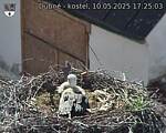 Capi_Dubne_20250510_172503.jpg