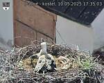 Capi_Dubne_20250510_173503.jpg