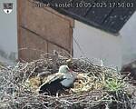 Capi_Dubne_20250510_175003.jpg