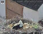 Capi_Dubne_20250510_175503.jpg