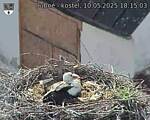 Capi_Dubne_20250510_181503.jpg
