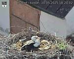 Capi_Dubne_20250510_182002.jpg