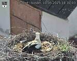 Capi_Dubne_20250510_183003.jpg