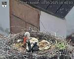 Capi_Dubne_20250510_184003.jpg
