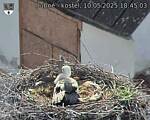 Capi_Dubne_20250510_184503.jpg