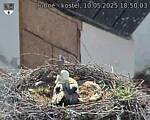 Capi_Dubne_20250510_185003.jpg