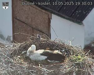 Capi_Dubne_20250510_193003.jpg (1350 x 1080)