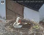 Capi_Dubne_20250510_193503.jpg