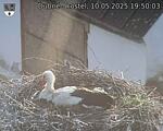 Capi_Dubne_20250510_195003.jpg