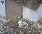 Capi_Dubne_20250510_195502.jpg