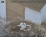 Capi_Dubne_20250510_200503.jpg