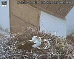 Capi_Dubne_20250510_201003.jpg