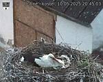 Capi_Dubne_20250510_204503.jpg