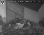 Capi_Dubne_20250510_210503.jpg