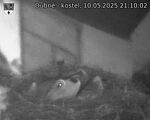 Capi_Dubne_20250510_211002.jpg