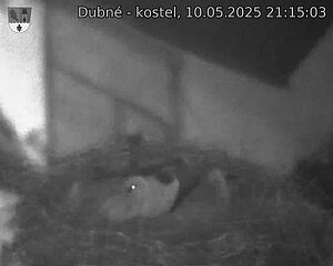 Capi_Dubne_20250510_211503.jpg (1350 x 1080)