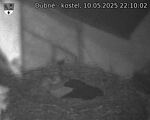 Capi_Dubne_20250510_221002.jpg