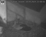Capi_Dubne_20250510_230002.jpg