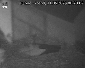 Capi_Dubne_20250511_002002.jpg (1350 x 1080)