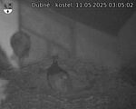 Capi_Dubne_20250511_030502.jpg