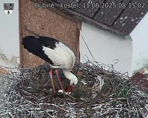 Capi_Dubne_20250511_081502.jpg (1350 x 1080)