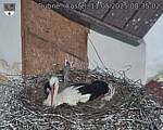 Capi_Dubne_20250511_083502.jpg
