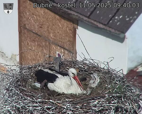 Capi_Dubne_20250511_094003.jpg (1350 x 1080)