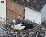 Capi_Dubne_20250511_120502.jpg