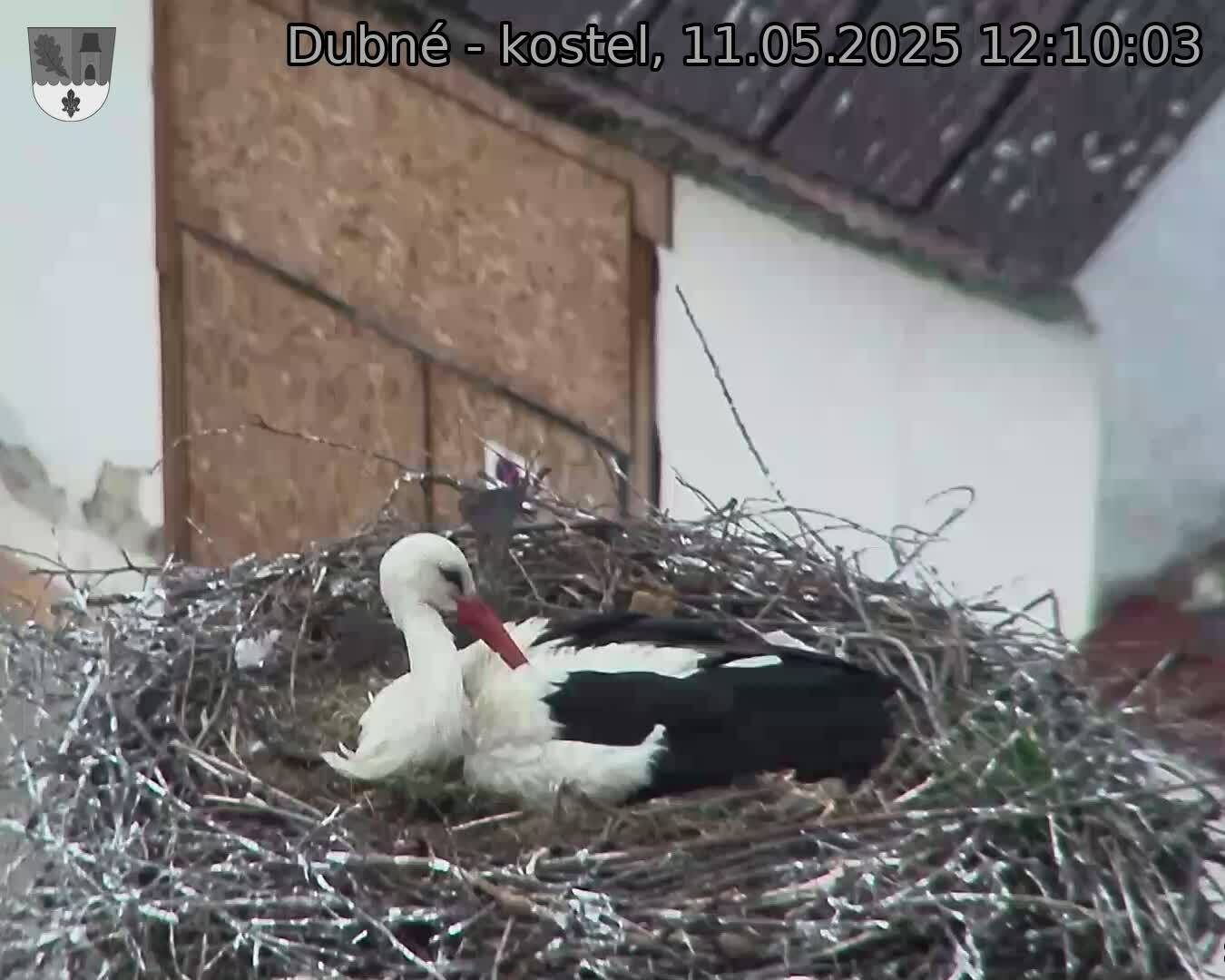 Capi_Dubne_20250511_121003.jpg (1350 x 1080)