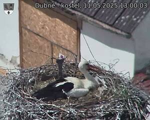 Capi_Dubne_20250511_130003.jpg (1350 x 1080)