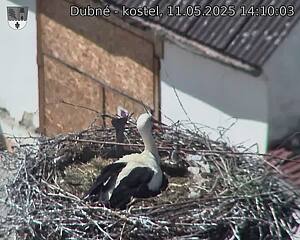 Capi_Dubne_20250511_141003.jpg (1350 x 1080)