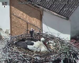 Capi_Dubne_20250511_143003.jpg (1350 x 1080)