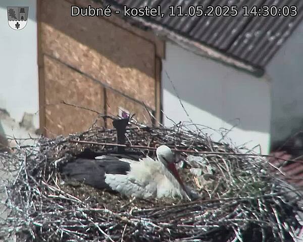 Capi_Dubne_20250511_143003.jpg (1350 x 1080)