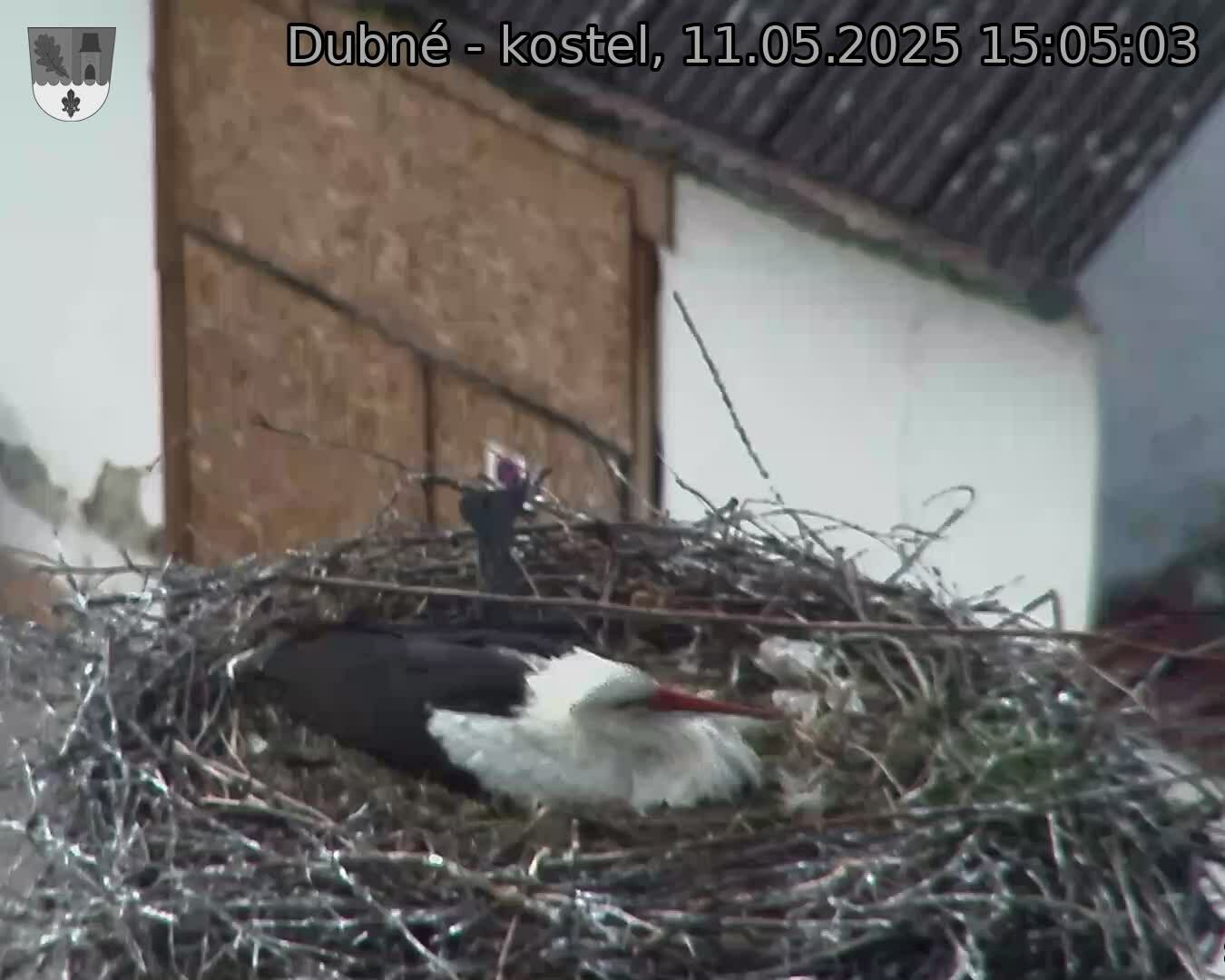 Capi_Dubne_20250511_150503.jpg (1350 x 1080)