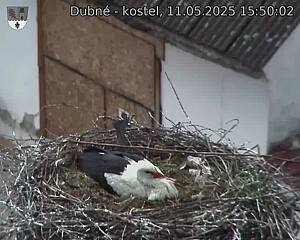 Capi_Dubne_20250511_155002.jpg (1350 x 1080)