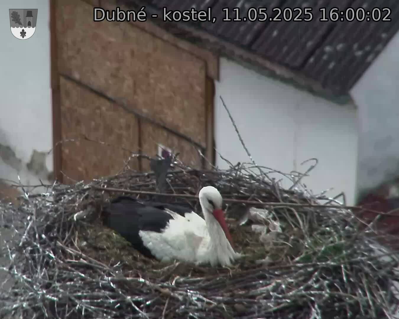 Capi_Dubne_20250511_160002.jpg (1350 x 1080)