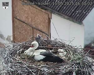 Capi_Dubne_20250511_163003.jpg (1350 x 1080)
