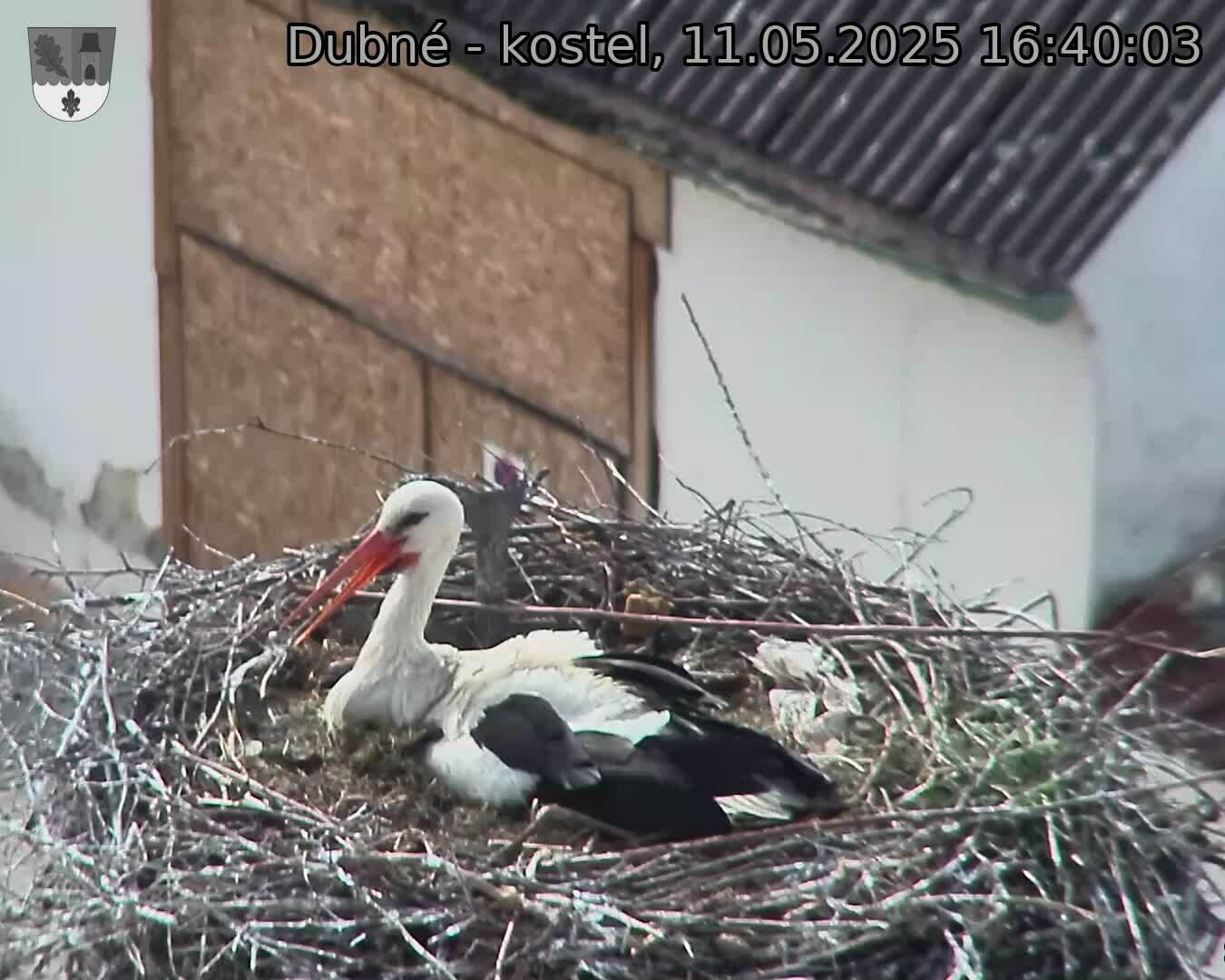 Capi_Dubne_20250511_164003.jpg (1350 x 1080)