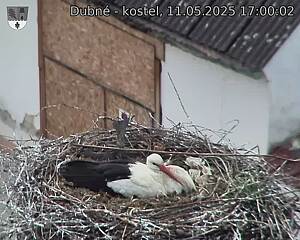 Capi_Dubne_20250511_170002.jpg (1350 x 1080)