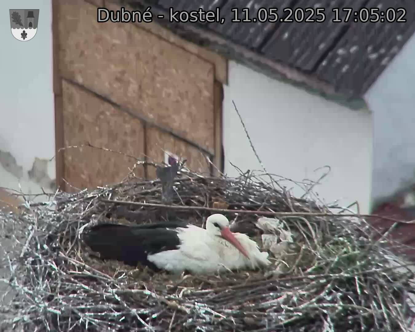Capi_Dubne_20250511_170502.jpg (1350 x 1080)