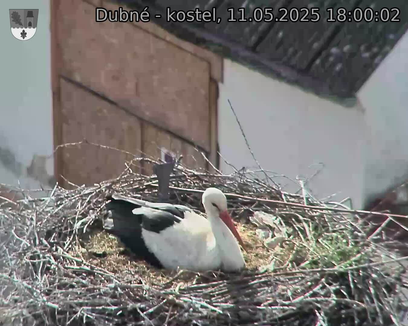 Capi_Dubne_20250511_180002.jpg (1350 x 1080)