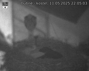Capi_Dubne_20250511_220503.jpg (1350 x 1080)