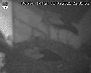 Capi_Dubne_20250511_230503.jpg (1350 x 1080)