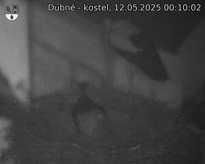 Capi_Dubne_20250512_001002.jpg (1350 x 1080)