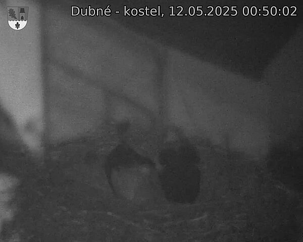Capi_Dubne_20250512_005002.jpg (1350 x 1080)