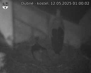 Capi_Dubne_20250512_010002.jpg (1350 x 1080)