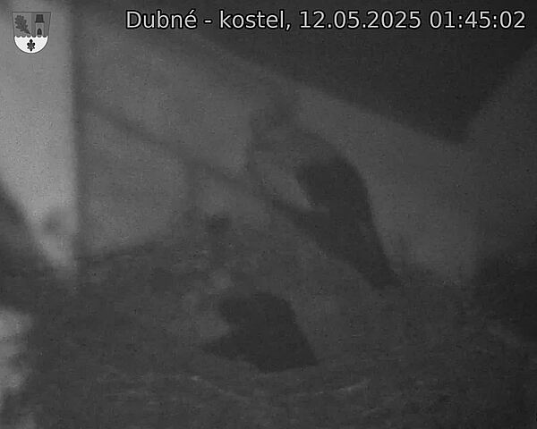 Capi_Dubne_20250512_014502.jpg (1350 x 1080)