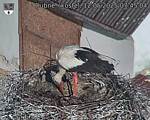 Capi_Dubne_20250512_074504.jpg